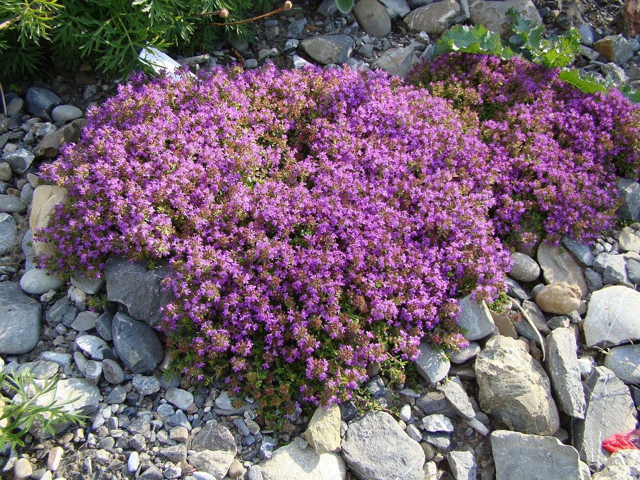 purple creeping thyme ground cover plant