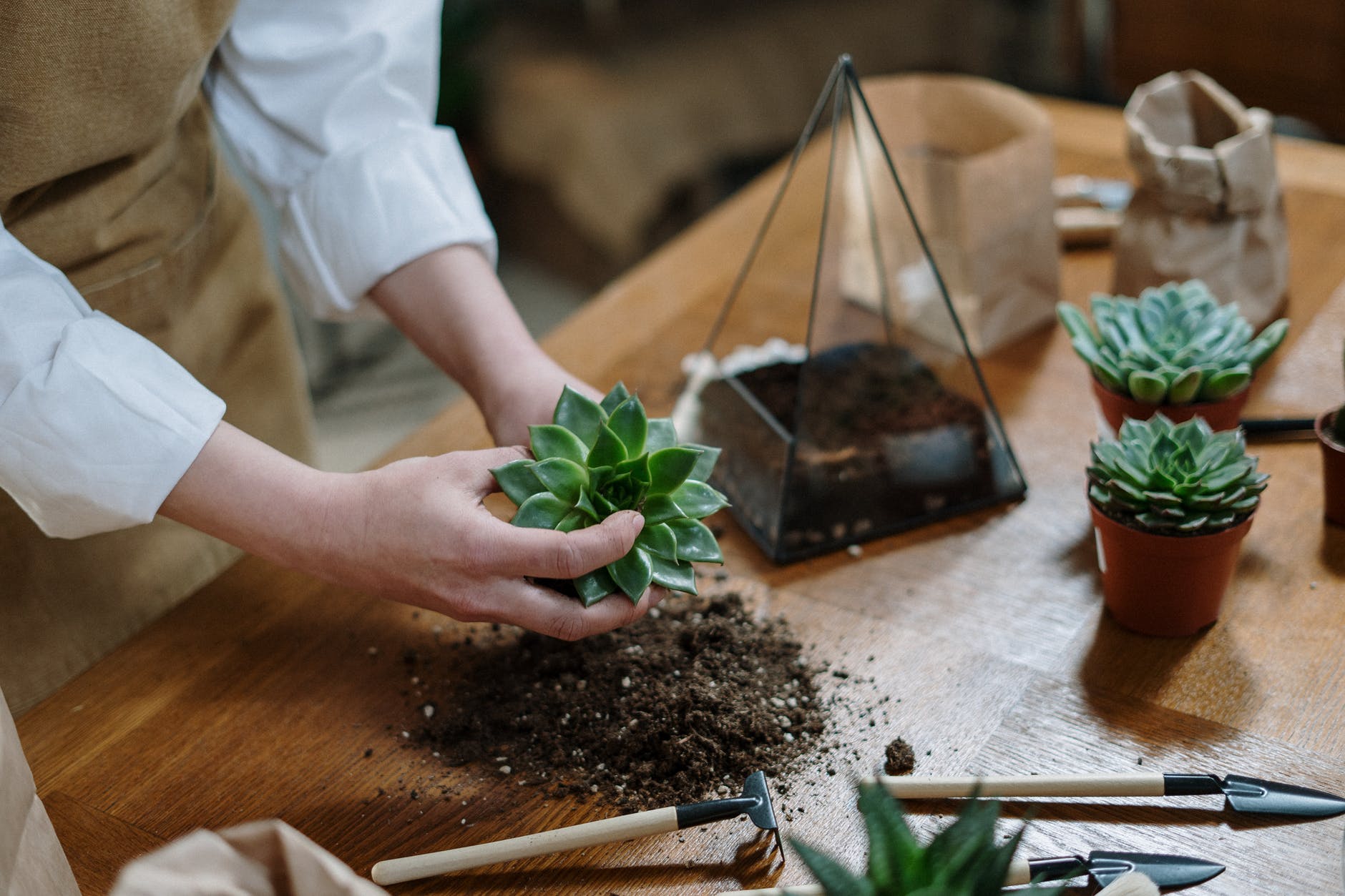woman's hands with potting soil and succulent