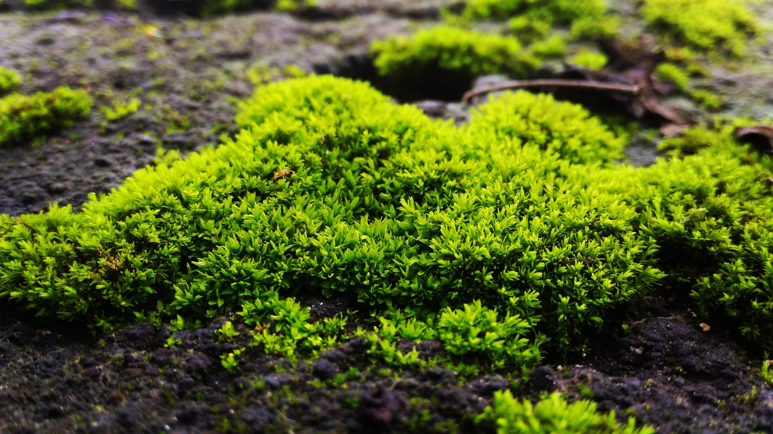 closeup view of sphagnum moss