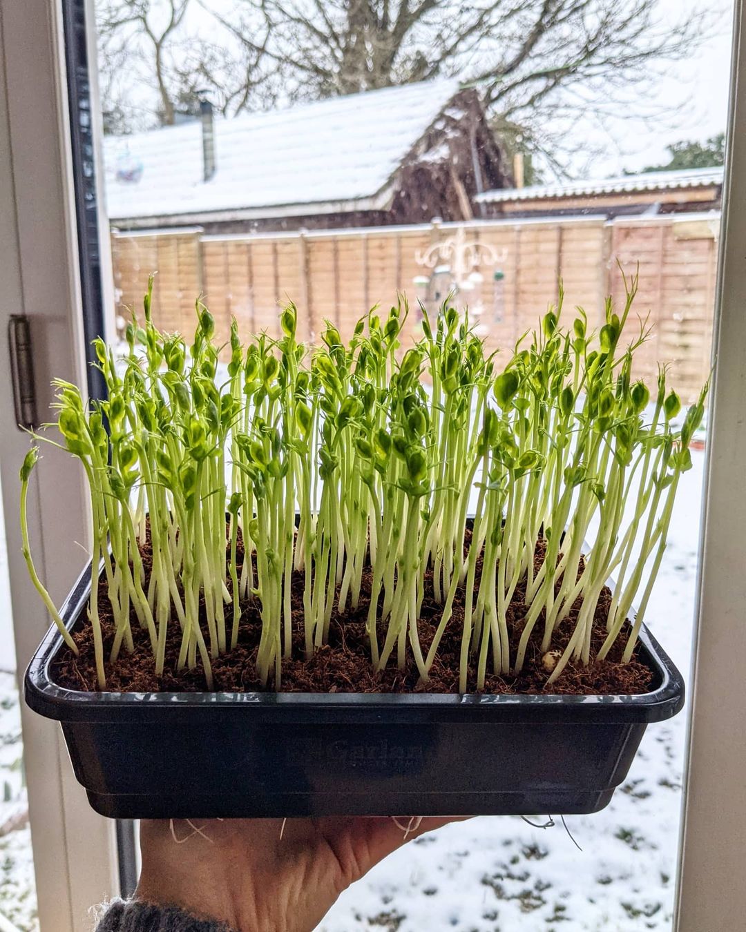 tray of microgreens with snow in the background