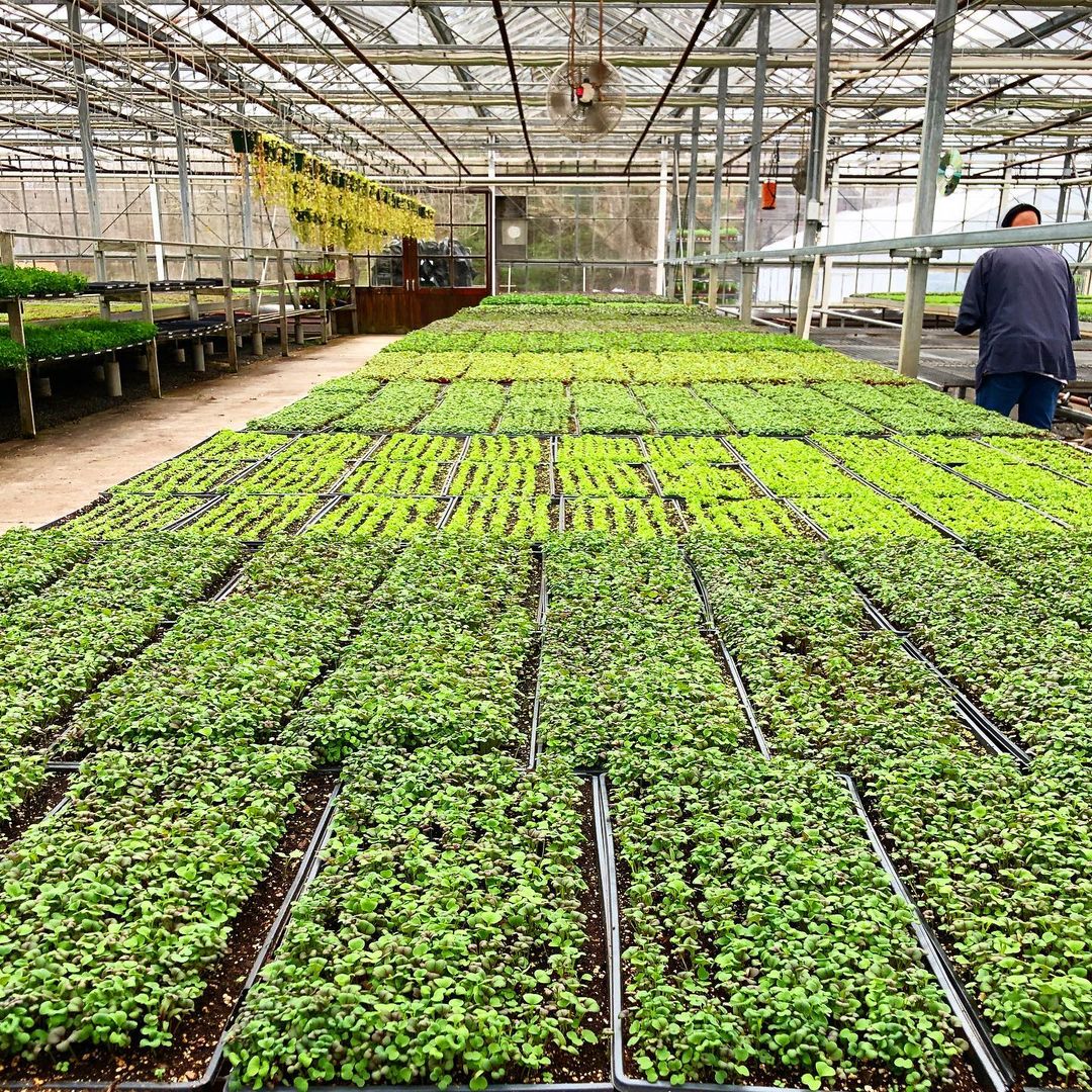 rows of microgreens in a glasshouse