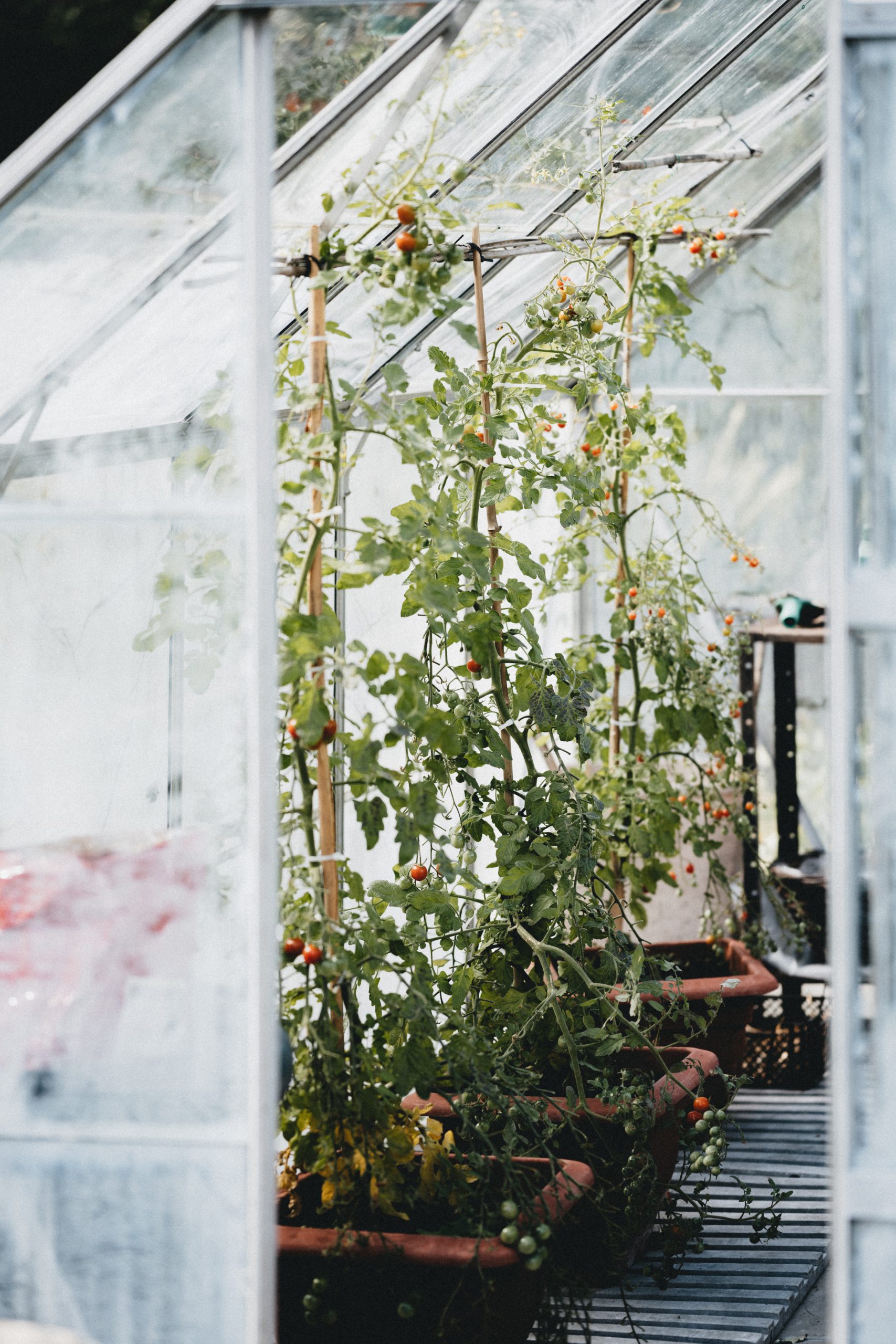 tomatoe tree in greenhouse
