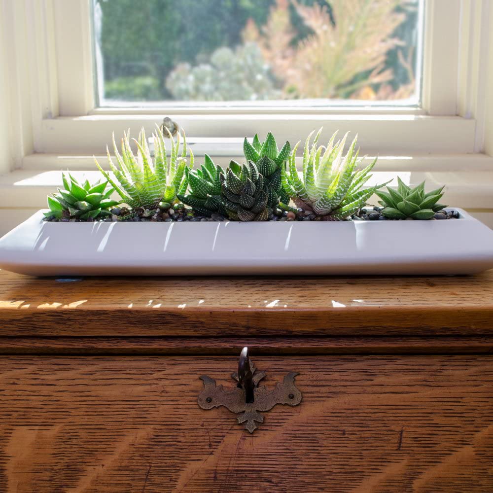 live succulent and cactus windowsill kit on desk