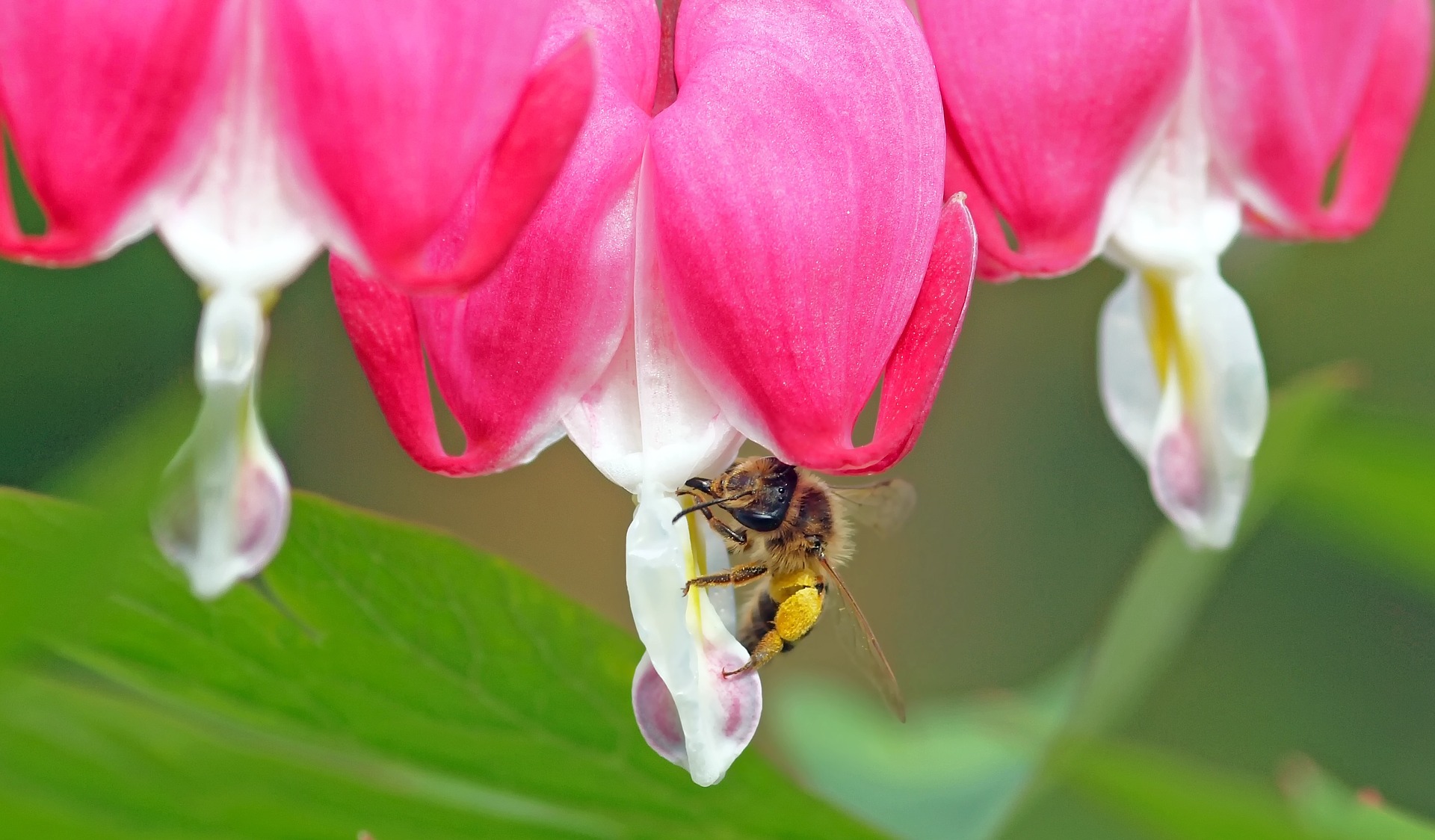 bee with bleeding heart plant
