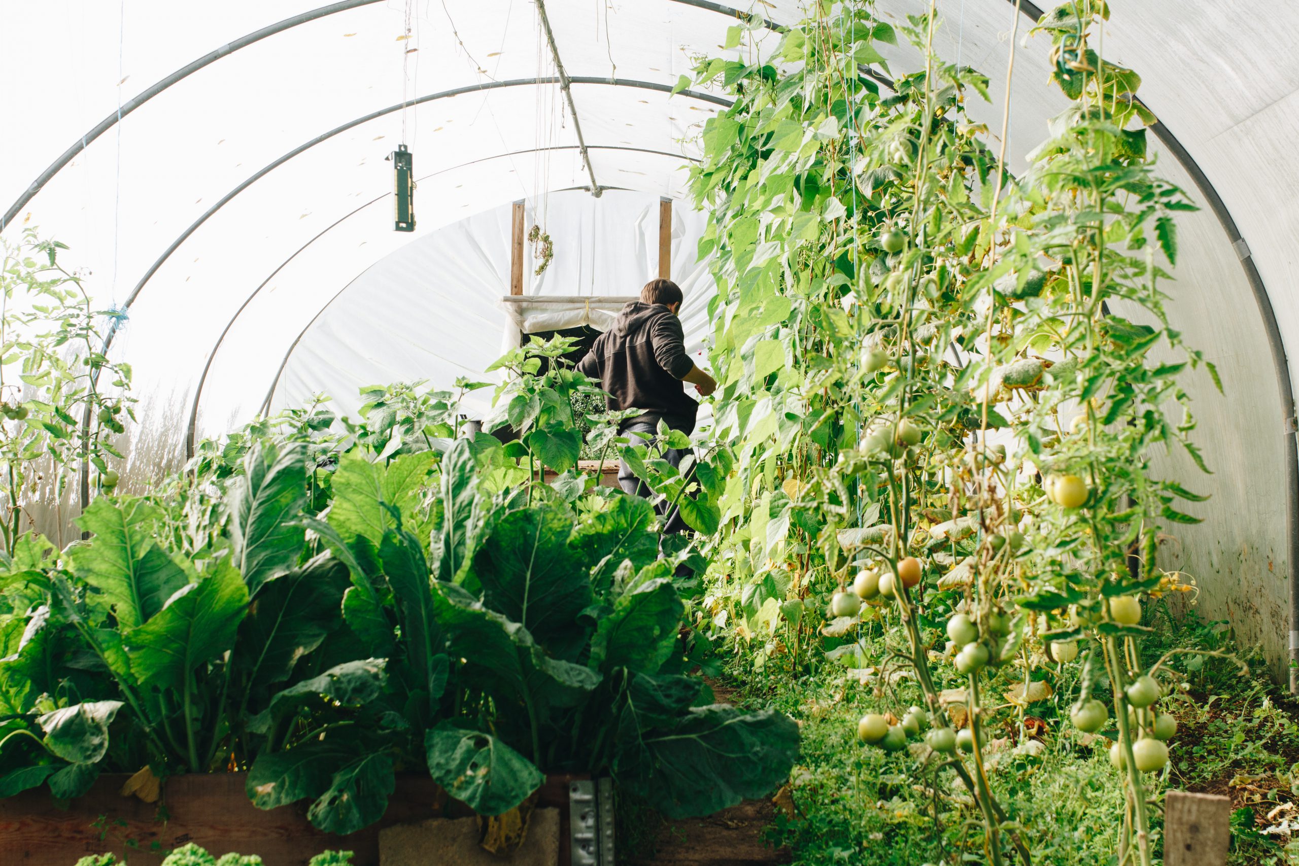 greenhouse benefits of cucumber companion plants