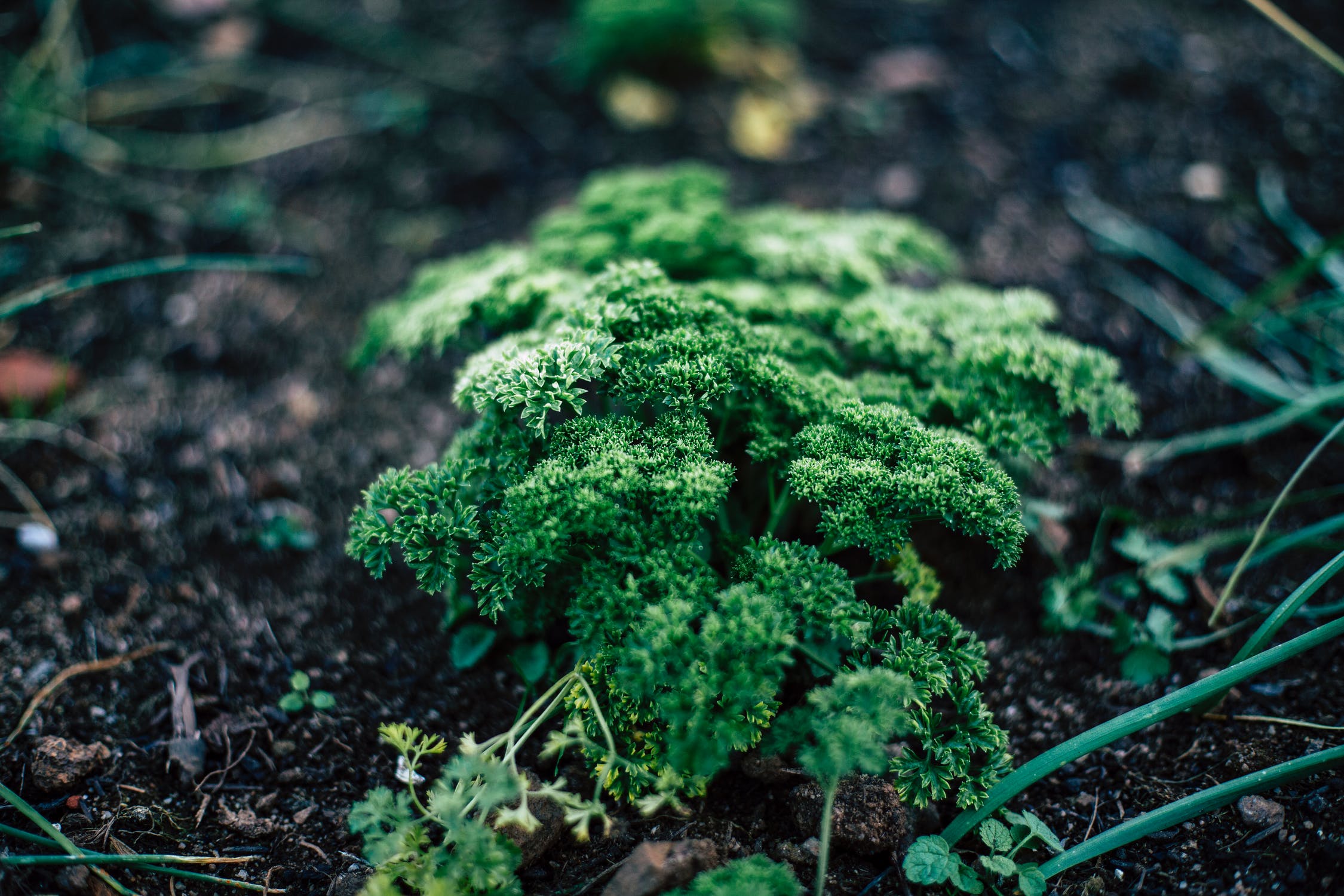 growing parsley from ground