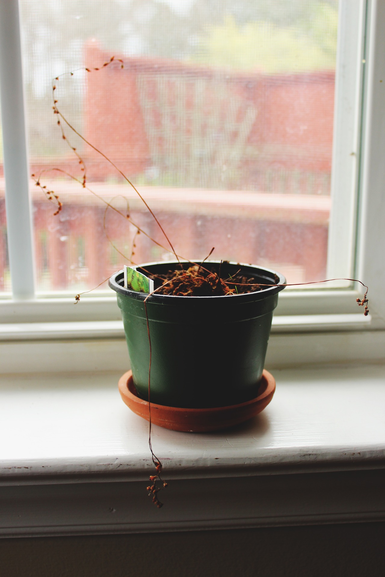 dying houseplant in window sill