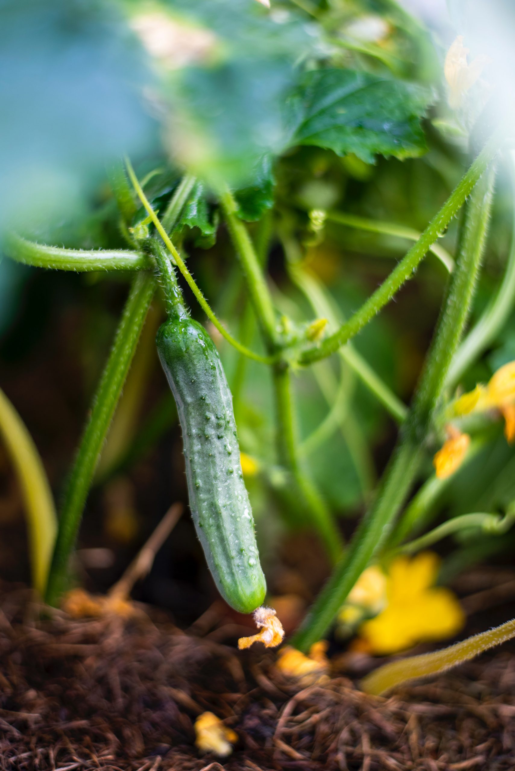 growing cucumber plant
