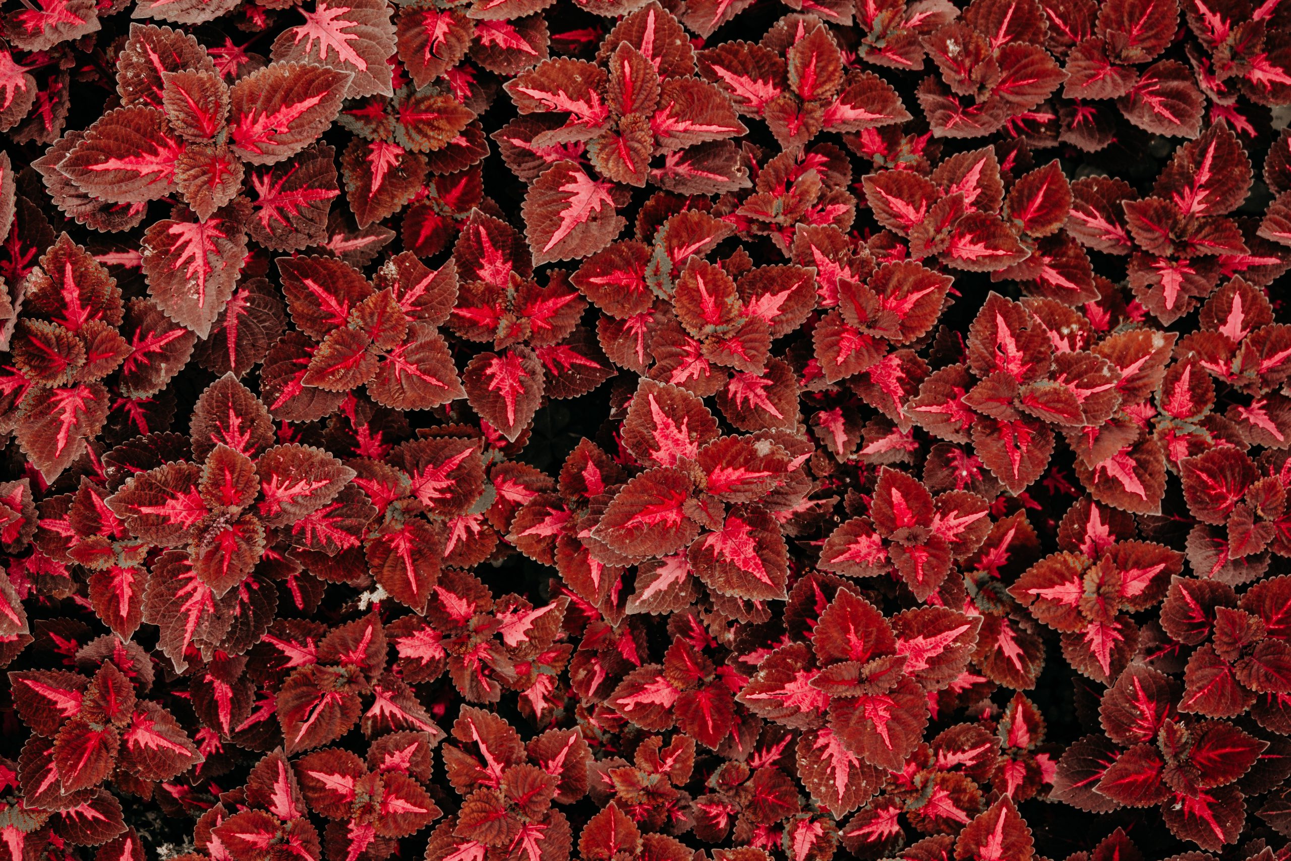 sea of red coleus flower plants