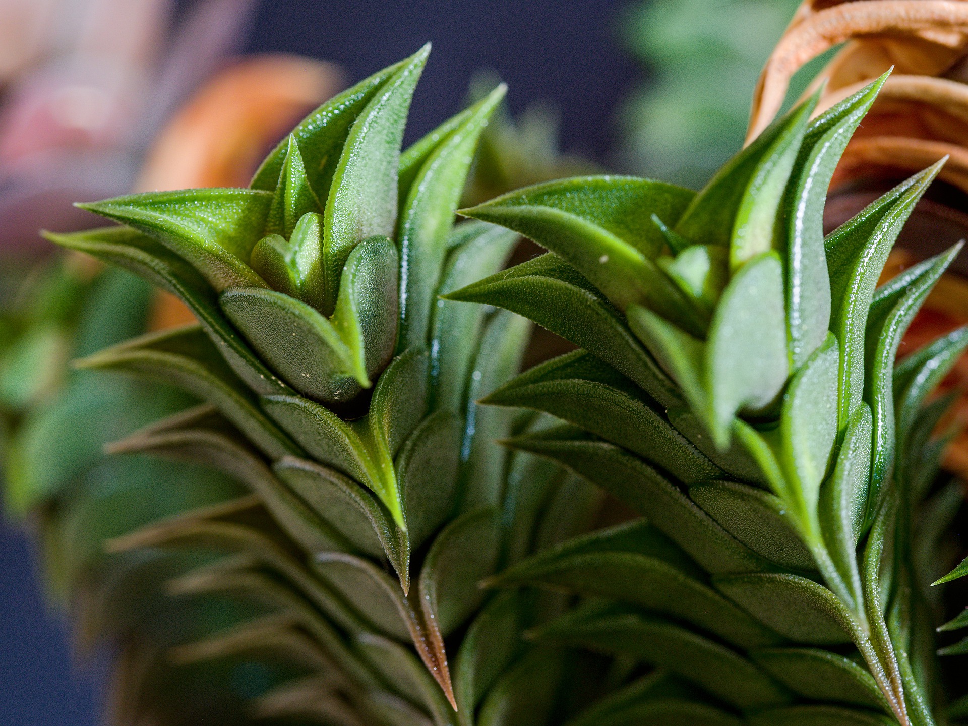 close up view of haworthia succulent plant