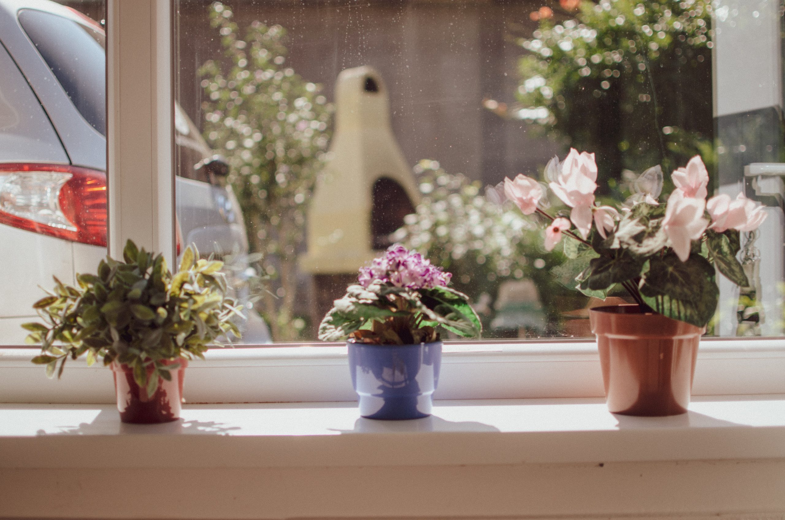 succulents and house plants in window sill
