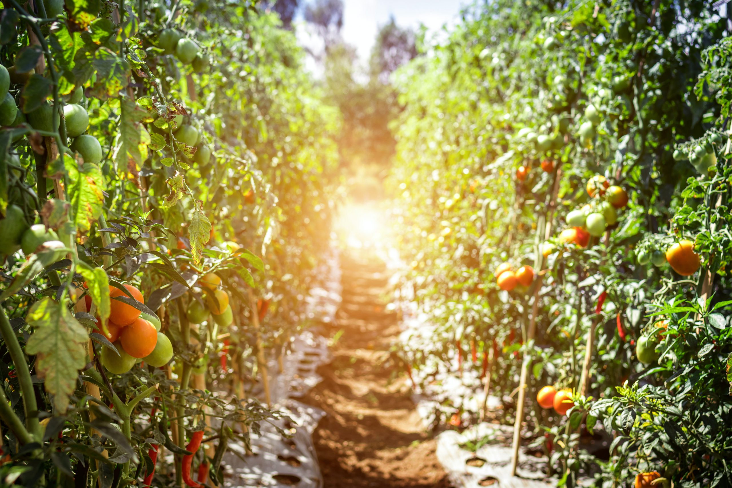 path between tomato plants