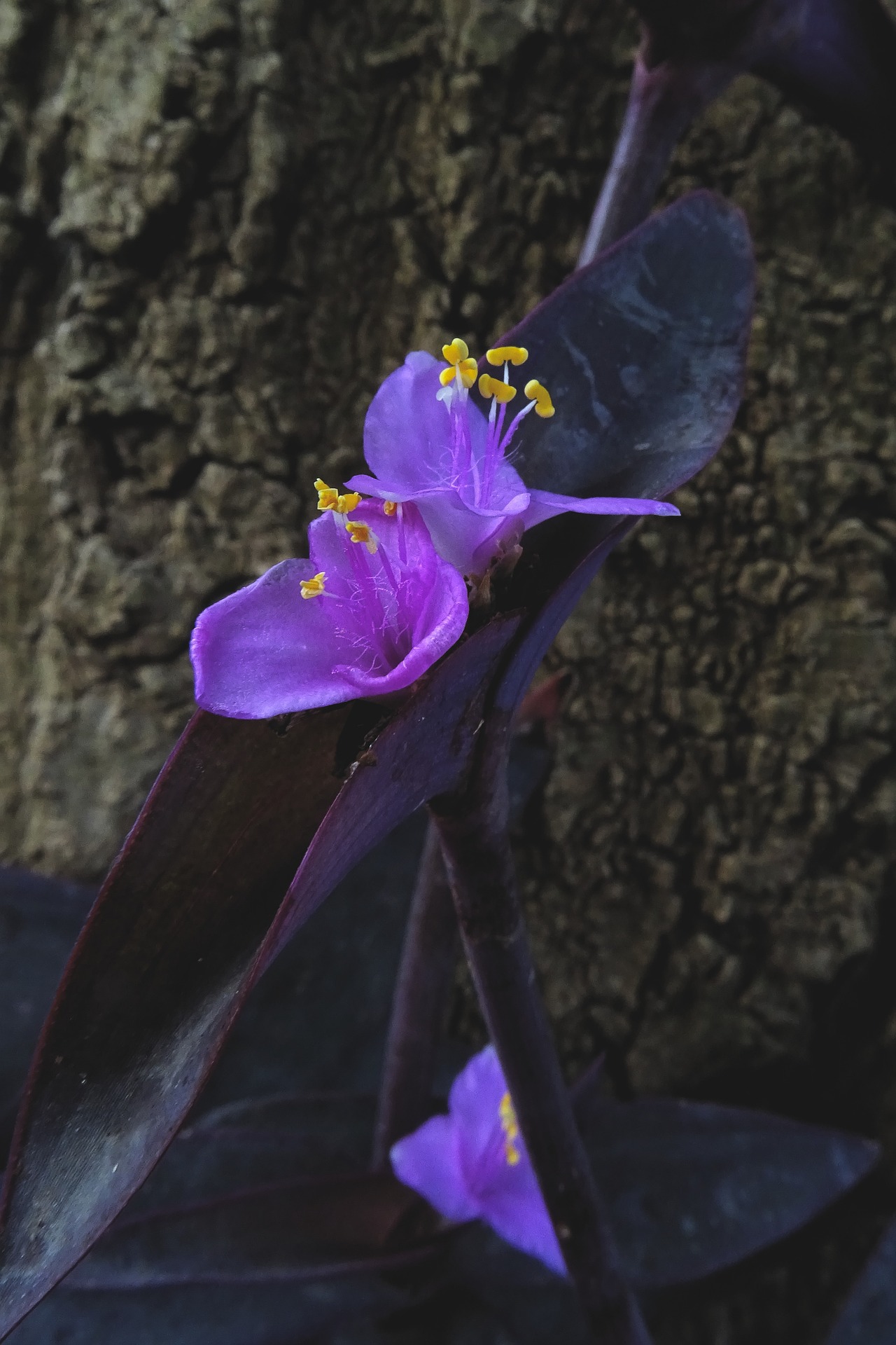 lilac flowering tradescantia