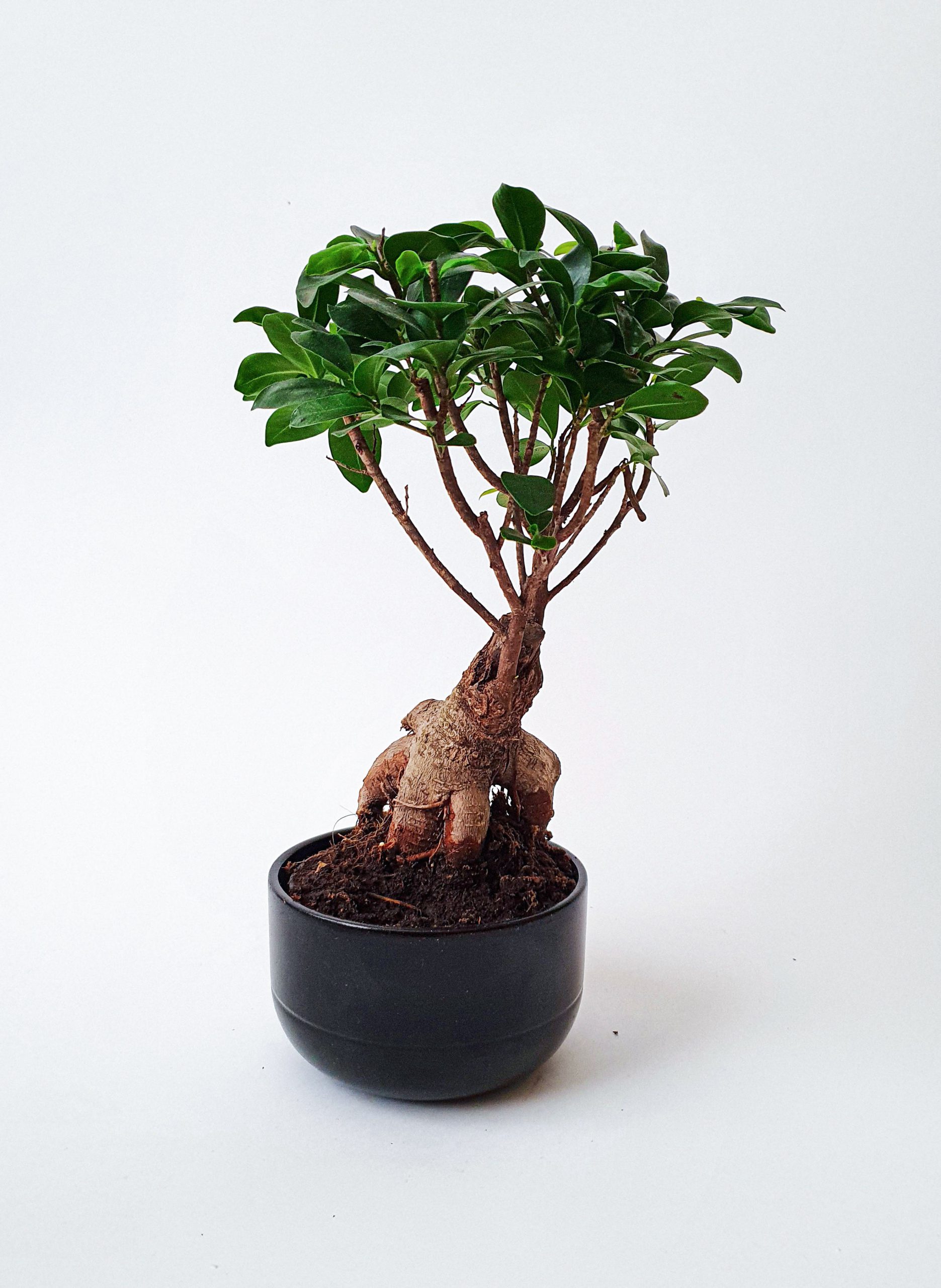 bonsai weeping fig