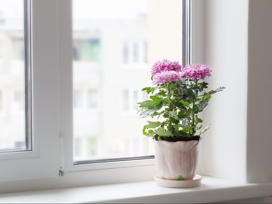 chrysanthemum flower in a pot on the sill window