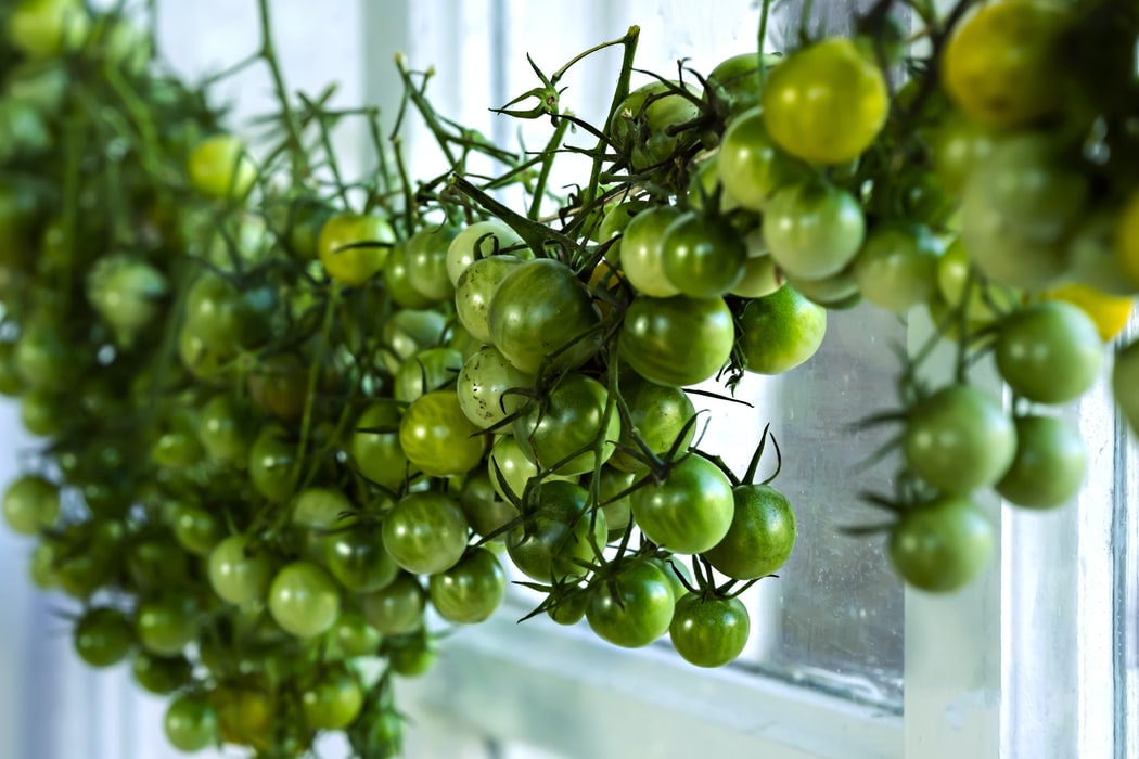 green vine tomatoes by the window
