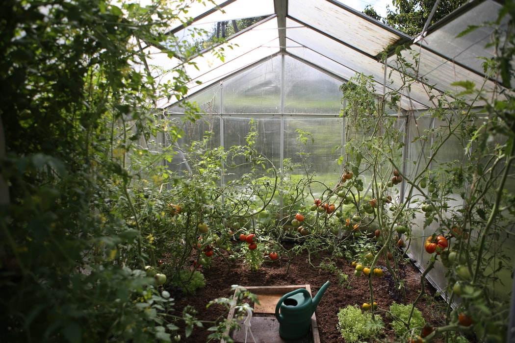 growing tomatoes inside a greenhouse