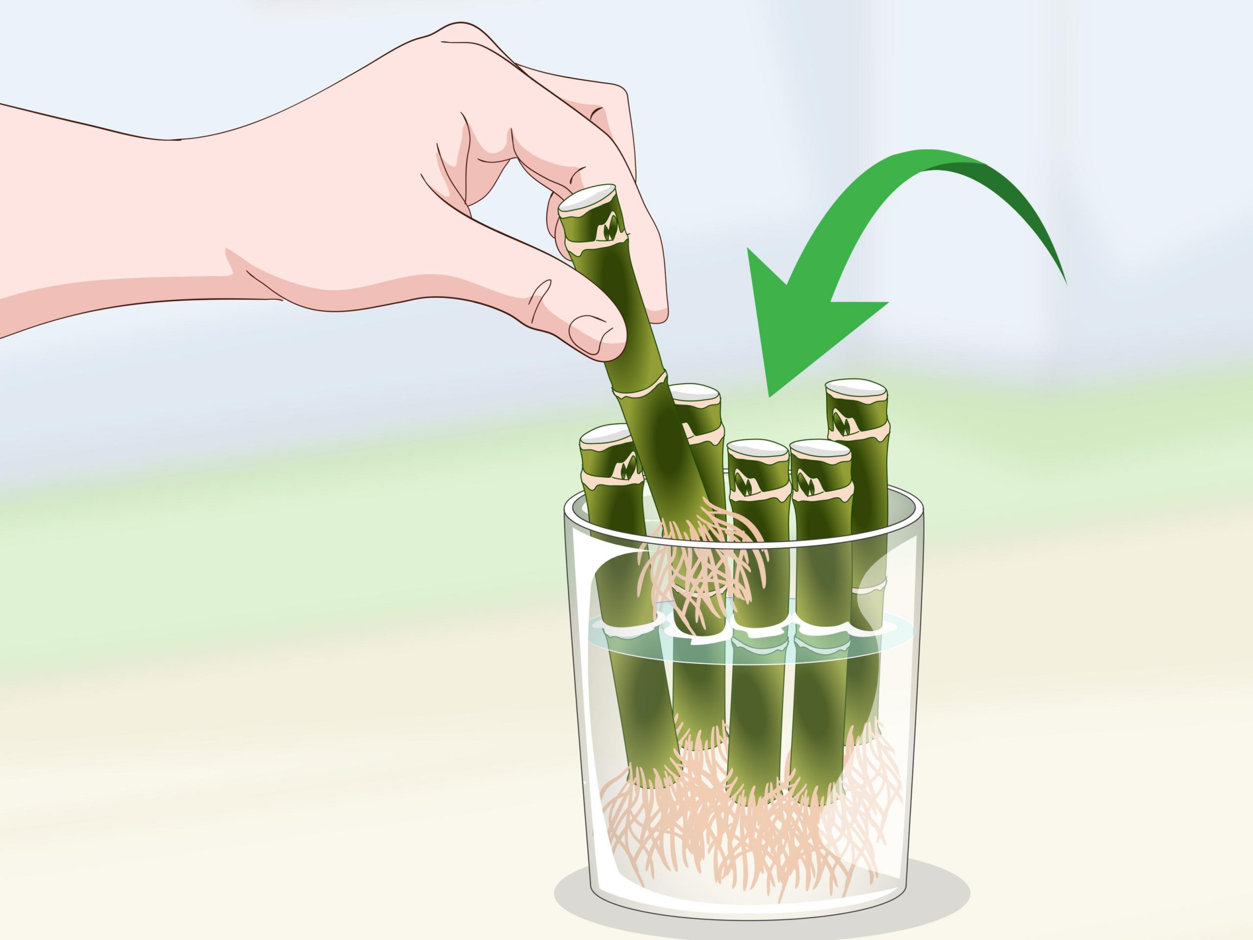 illustration of lucky bamboo propagation stems growing in water