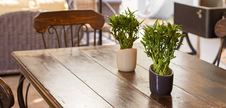 two lucky bamboo plant on wooden table for feng shui
