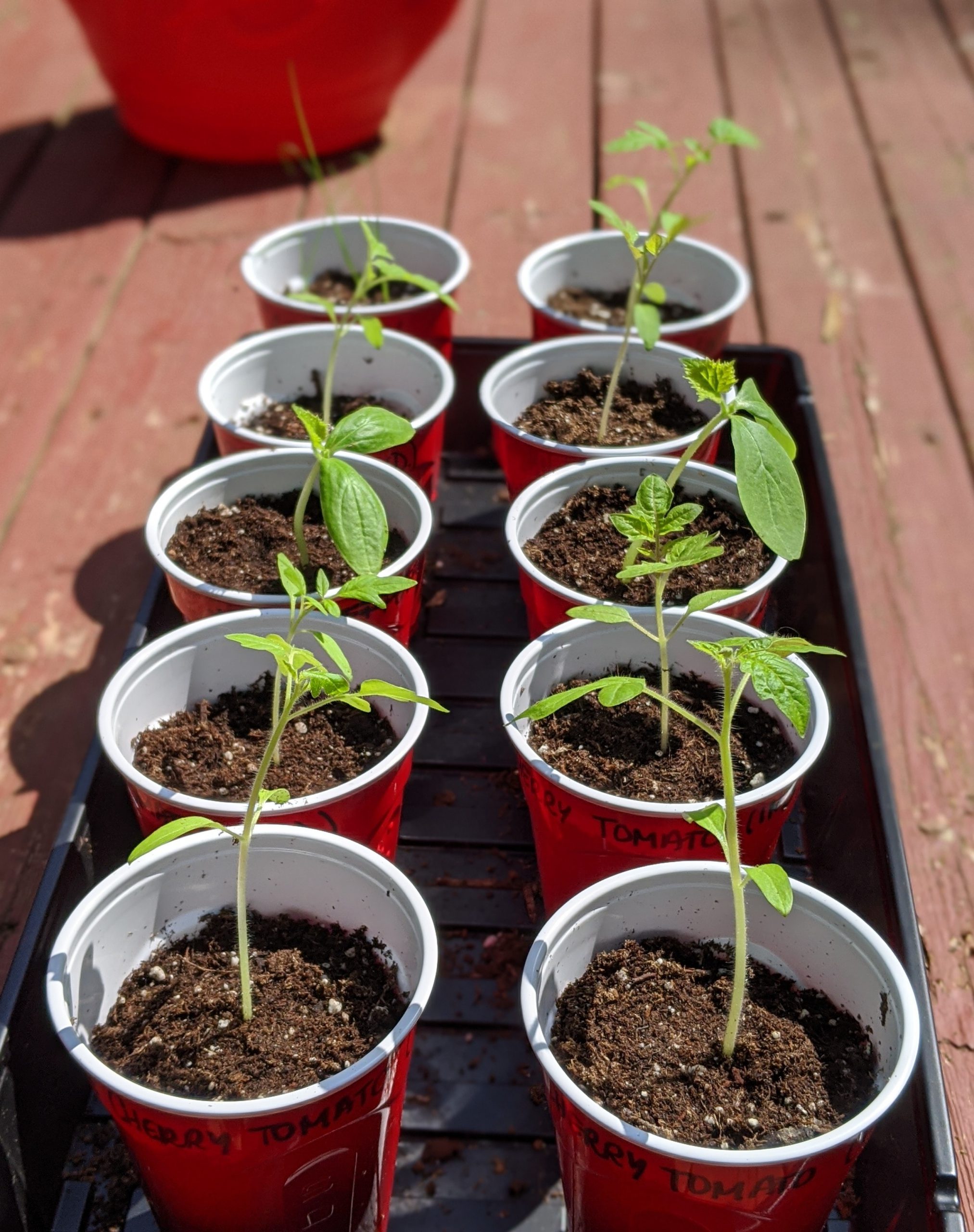 growing tomatoes in a red cup