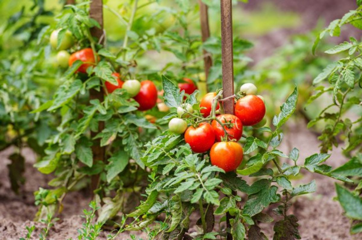 green and red tomatoes outdoors growing