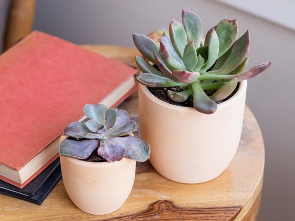 echeveria mexican snowball in small pots for the home