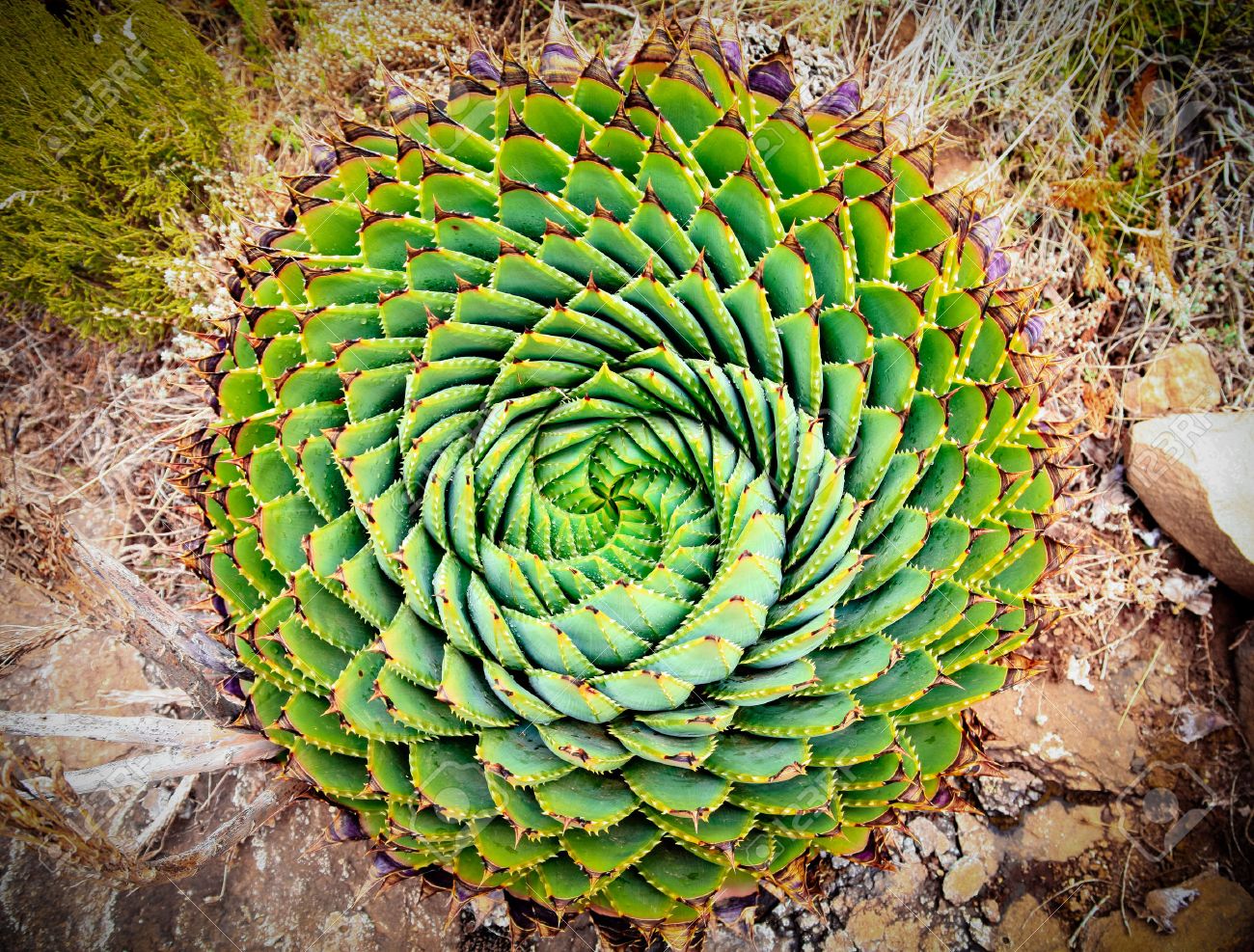 spiral aloe polyphylla the national plant of lesotho