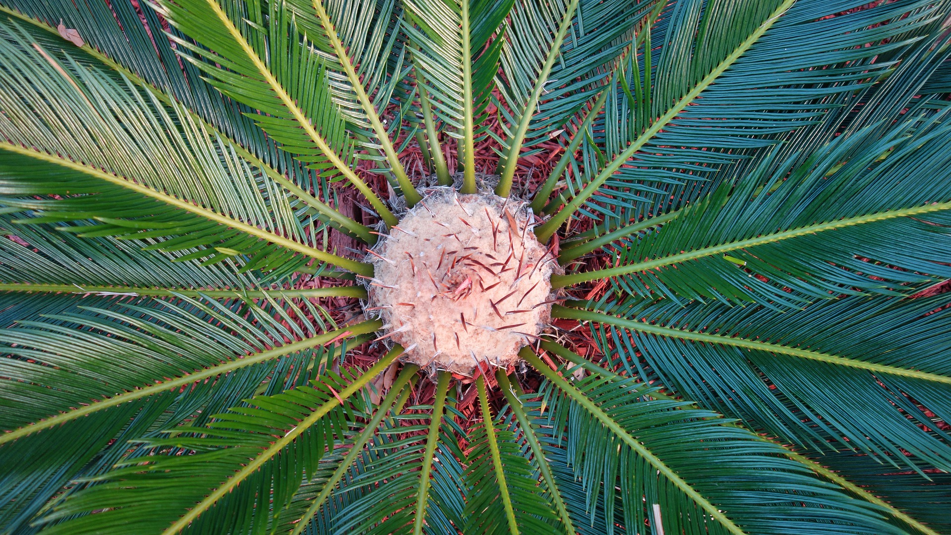 top view of inside sago palm tree
