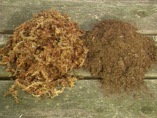 sphagnum moss vs peat moss