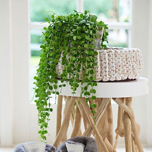 string of nickels houseplant in a planter