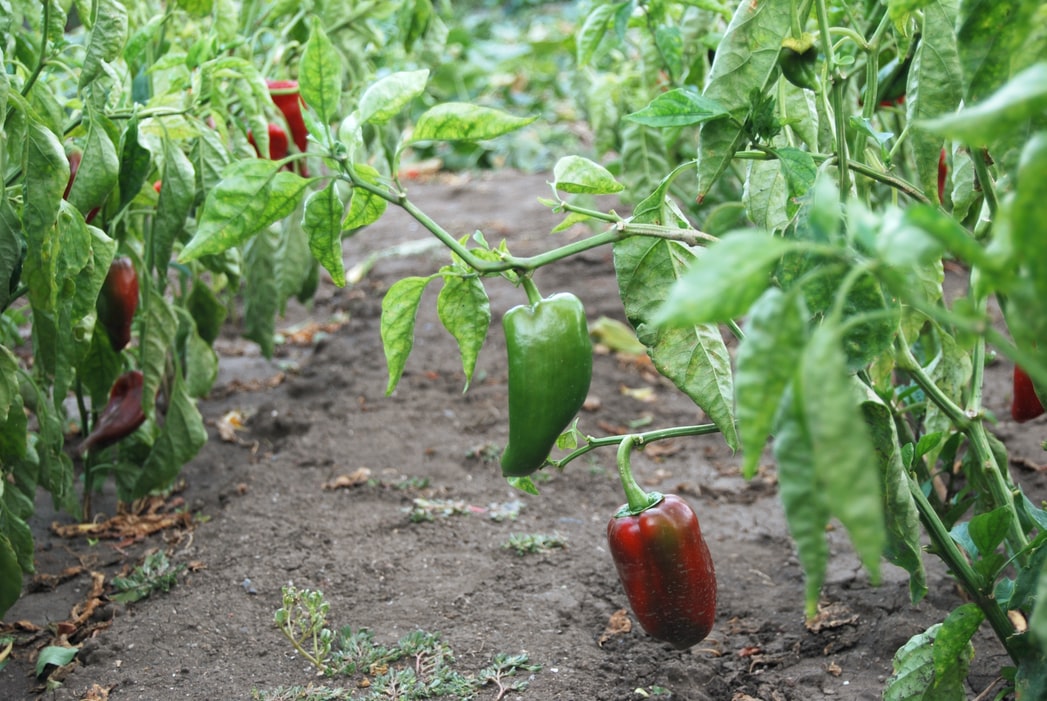 growing bell peppers