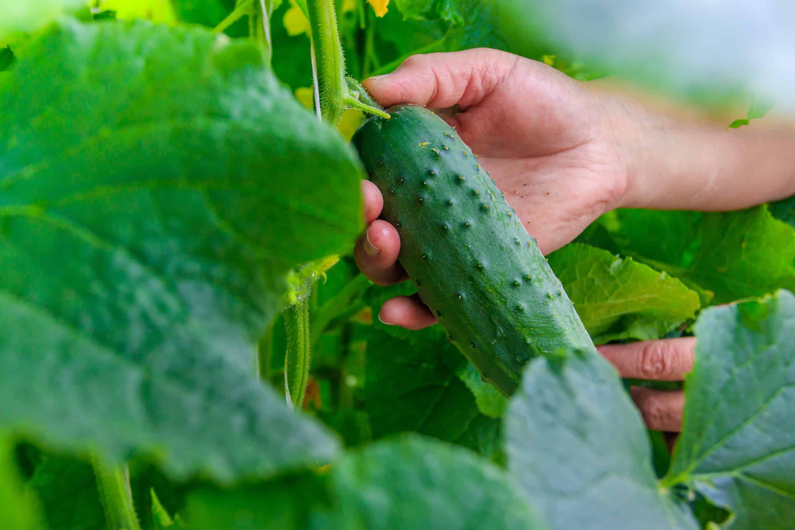 man harvesting cucumber, hand pulling out the cucumber from vine