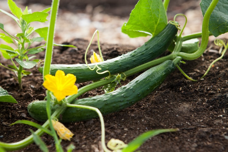 cucumber on the soil ground with its plants