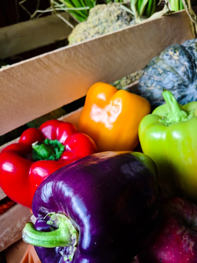 multi-color bell peppers