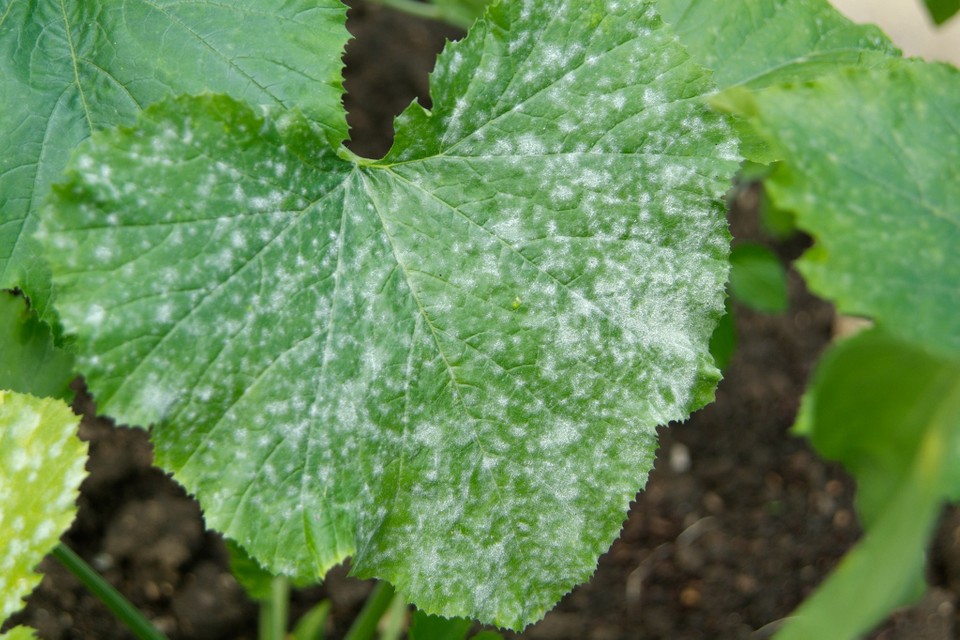 white powdery mildew on leaves
