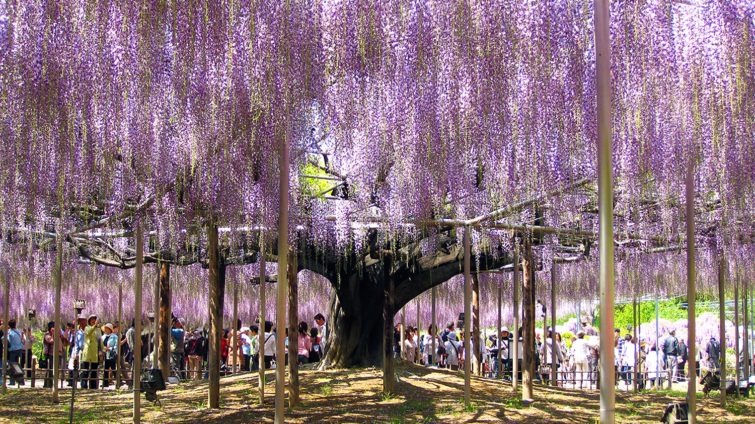 wisteria tree magical