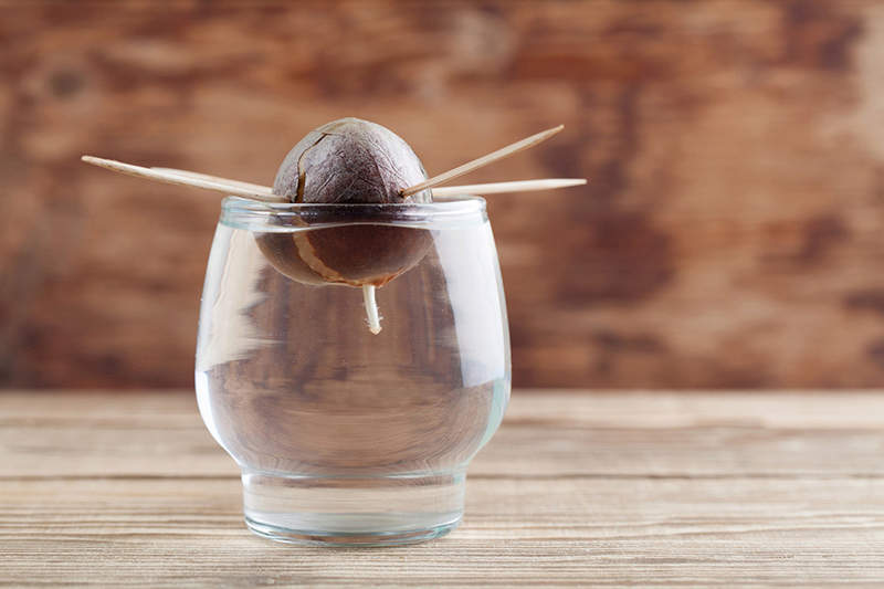 cup with avocado over the water germinating 