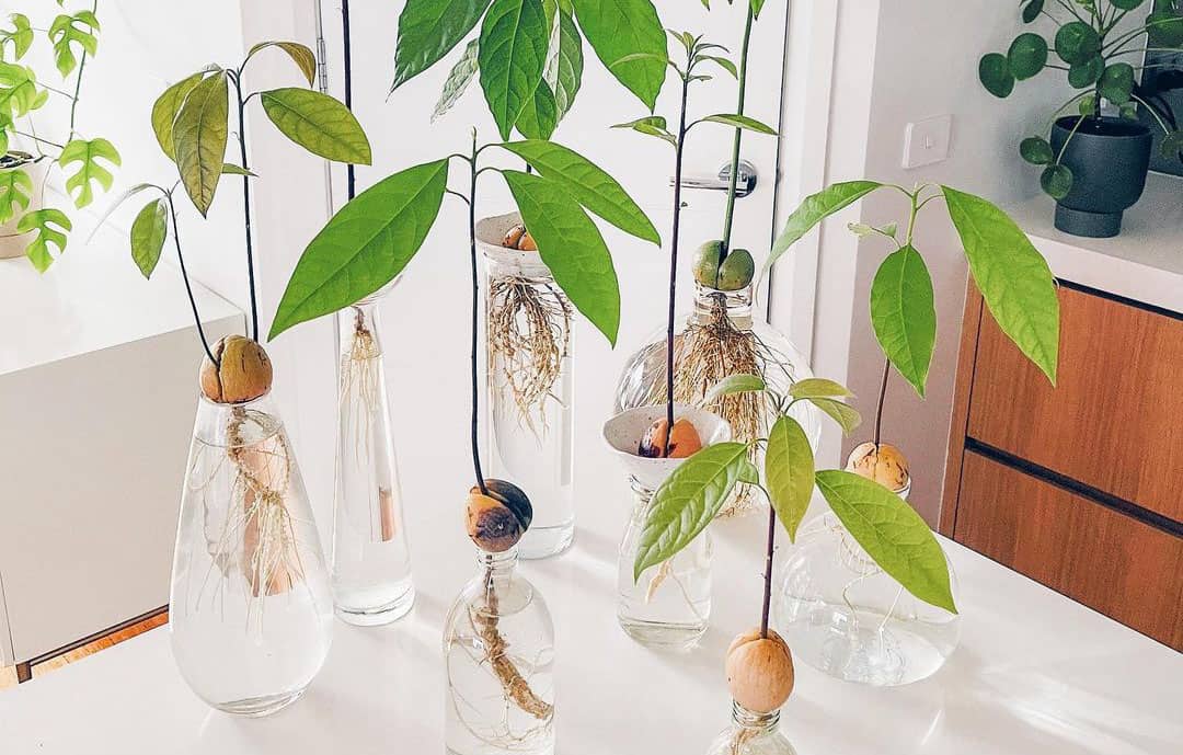 multiple avocado growing from seed in vases