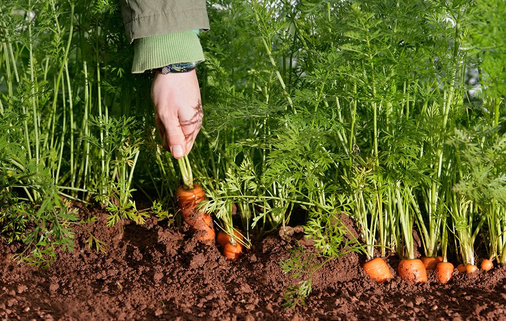 hand pulling carrots from the ground