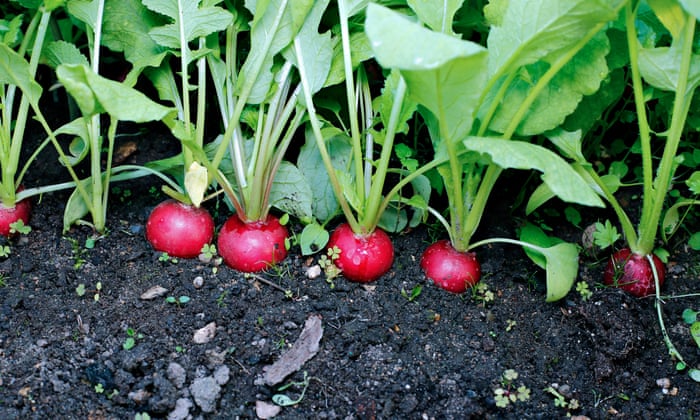 radishes in garden