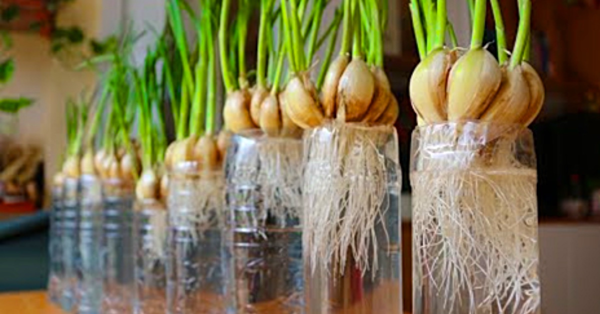 growing garlic at home water propagation