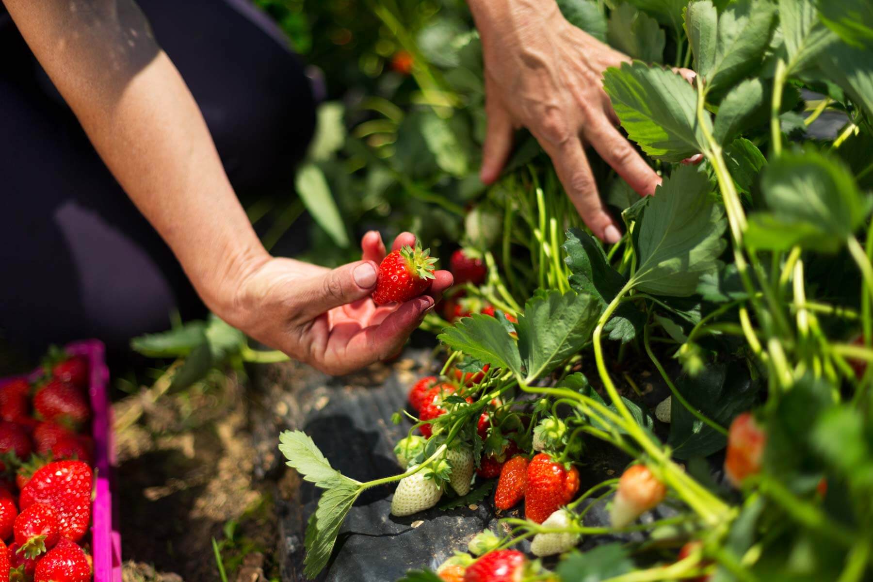hand harvesting strawberries