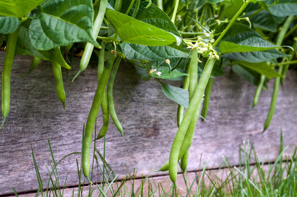 green beans gardening