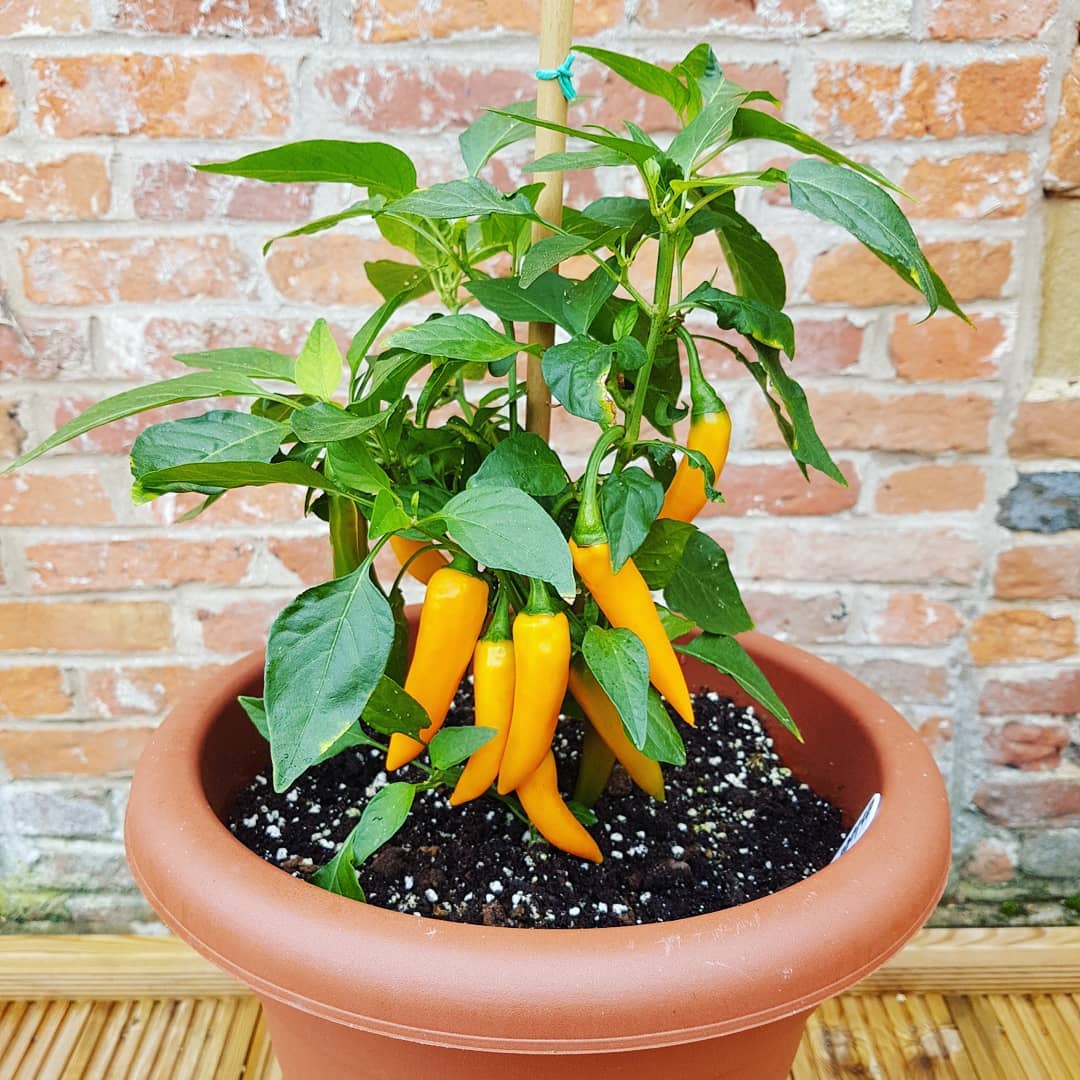 bulgarian carrot pepper growing in a pot