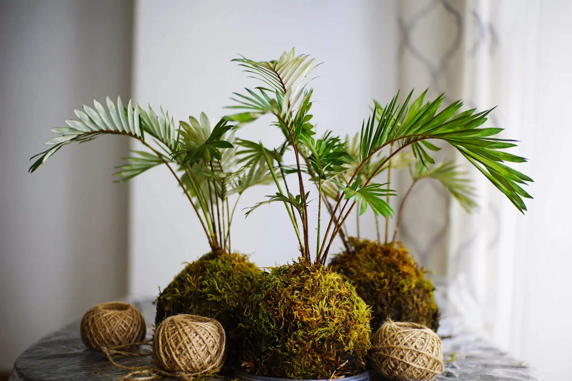 kokedama with sphagnum moss for plants
