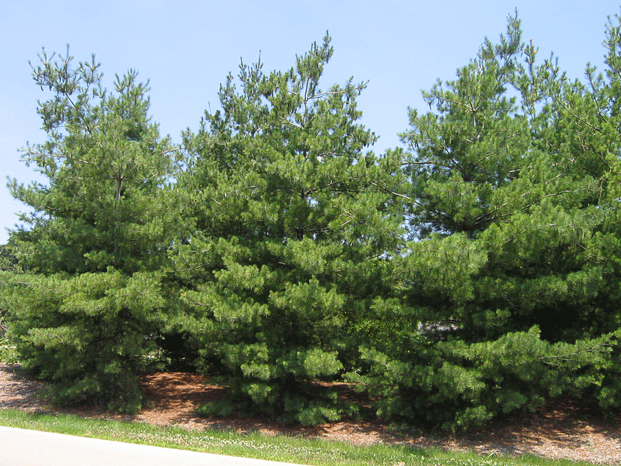 eastern white pine trees