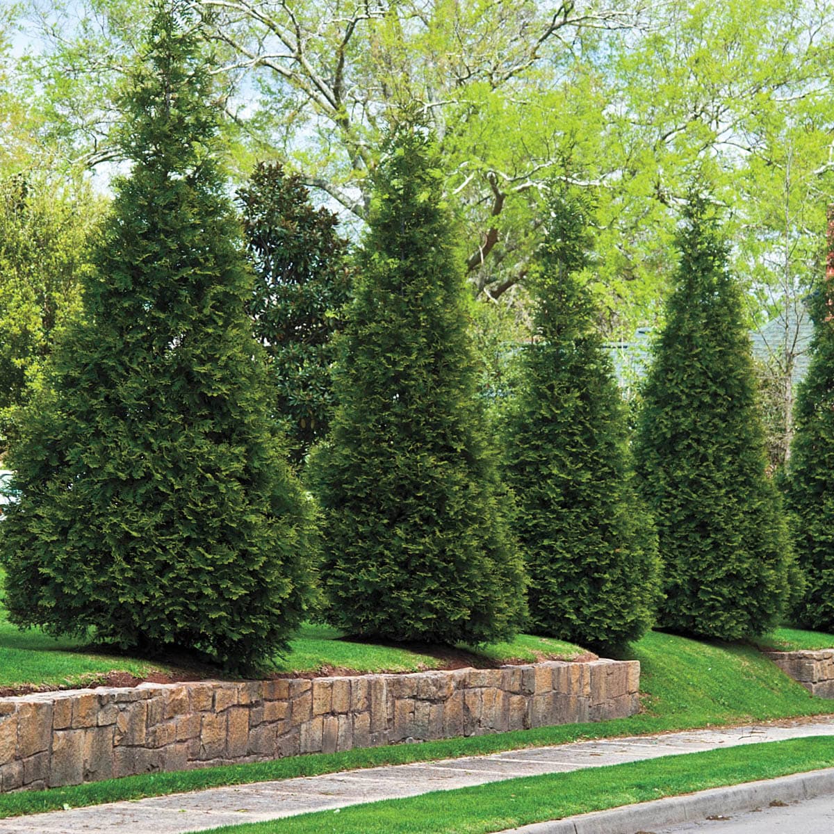 eastern red cedar trees used for privacy