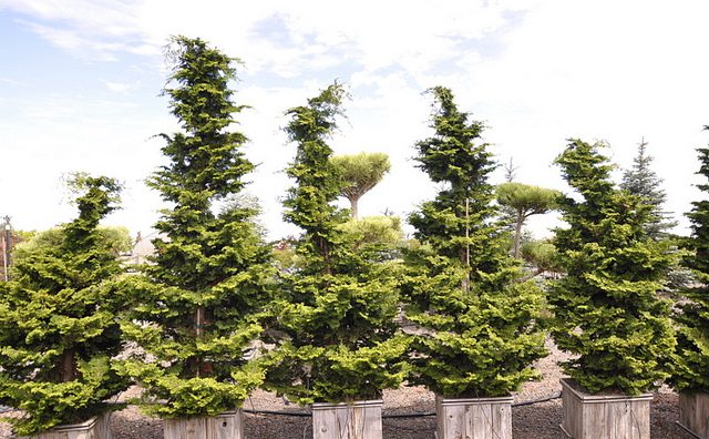 Japanese cypress tree
