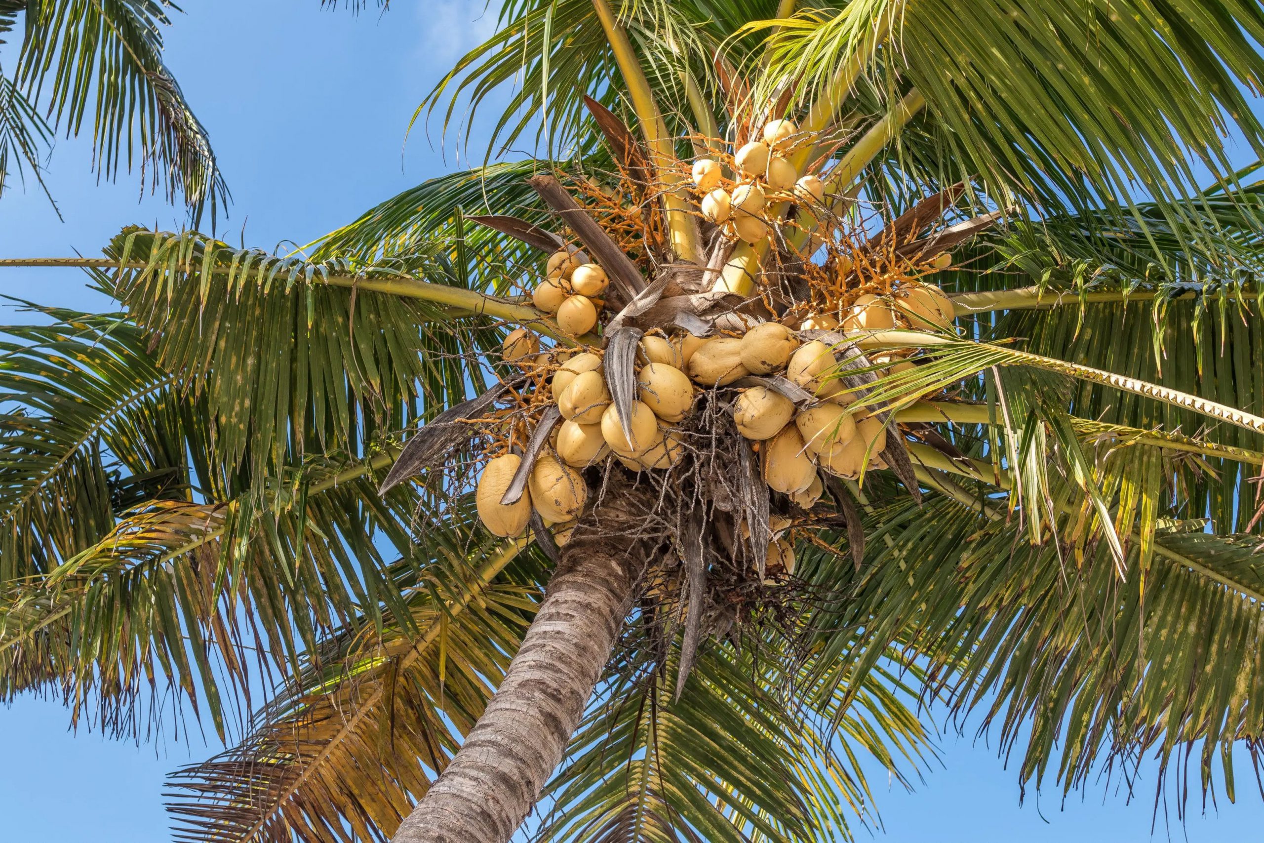 coconut tree with coconuts view from bottom up