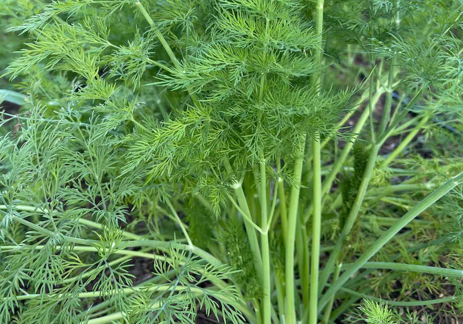 long island mammoth dill